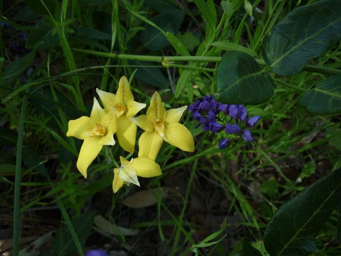 Caladenia - orchidaceae_cowslip_09.jpg